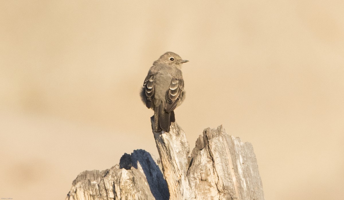 Townsend's Solitaire - ML20068801