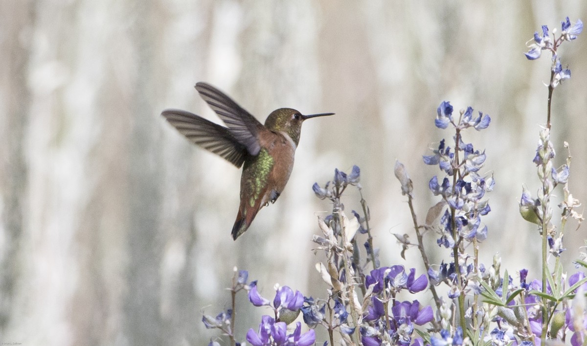 Rufous Hummingbird - Brian Sullivan