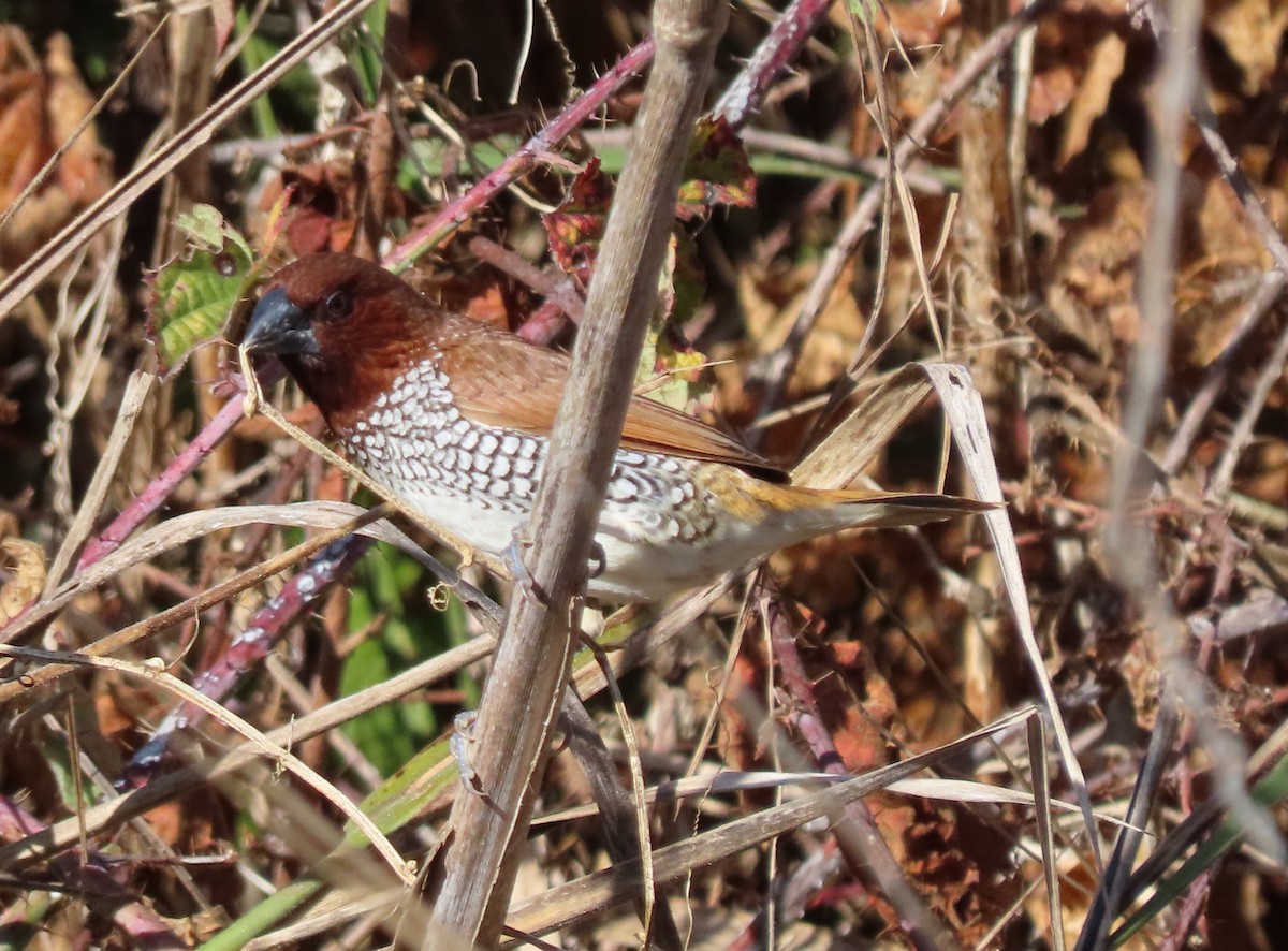 EBird Checklist 17 Jan 2020 Morro Bay Audubon Overlook 1 Species