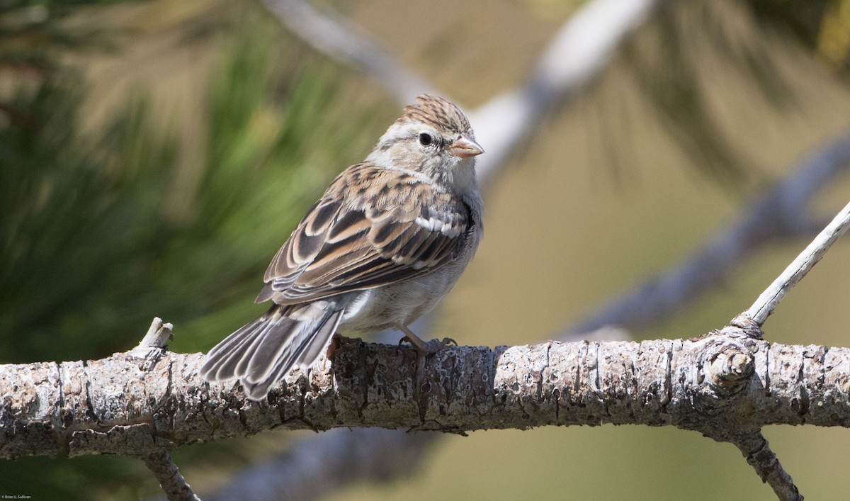 Chipping Sparrow - ML20068911