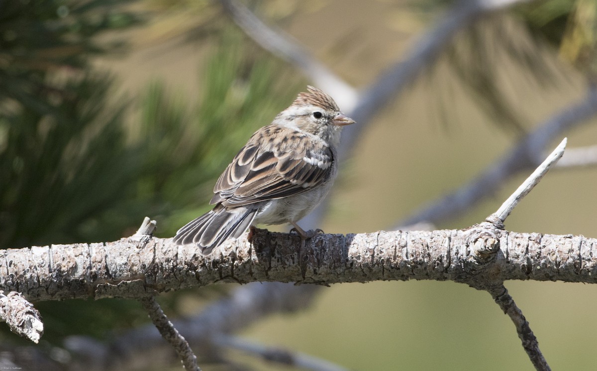Chipping Sparrow - ML20068921
