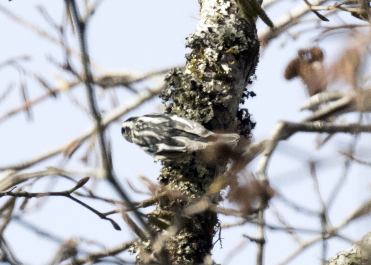 Black-and-white Warbler - ML200695721