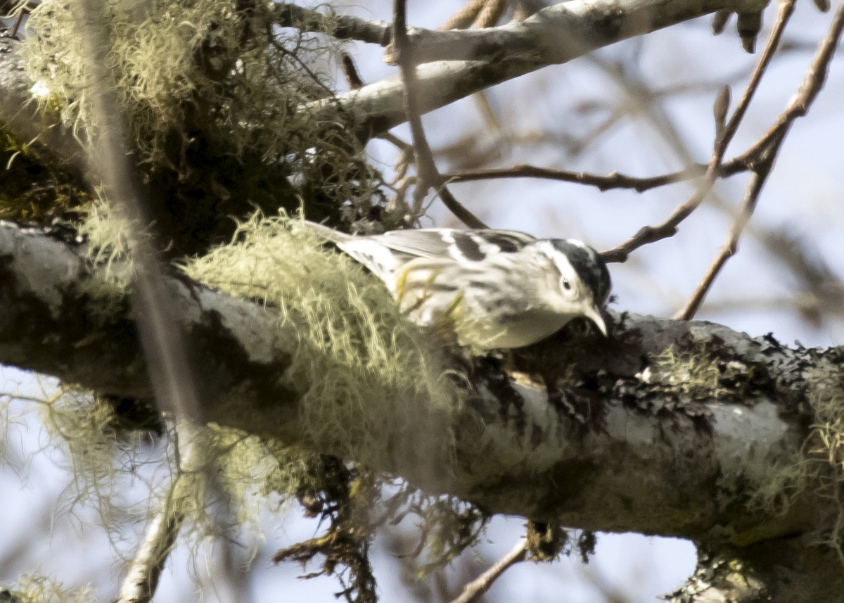 Black-and-white Warbler - ML200695731