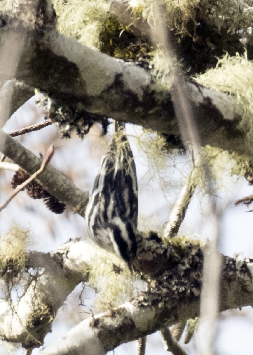 Black-and-white Warbler - ML200695751