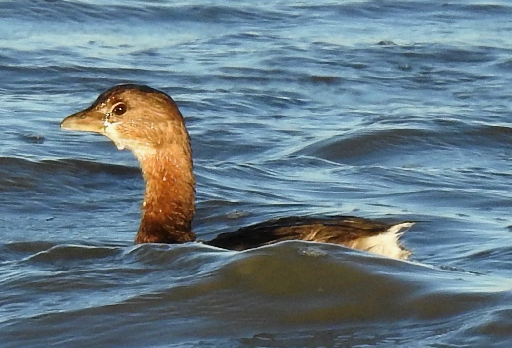 Pied-billed Grebe - Eric Haskell
