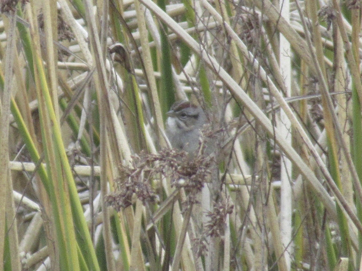 Swamp Sparrow - ML200700151