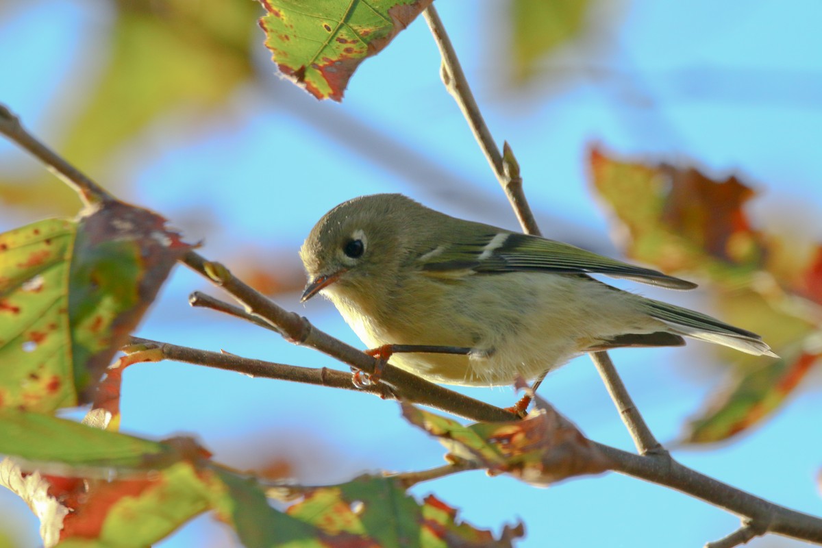 Ruby-crowned Kinglet - Devin Griffiths