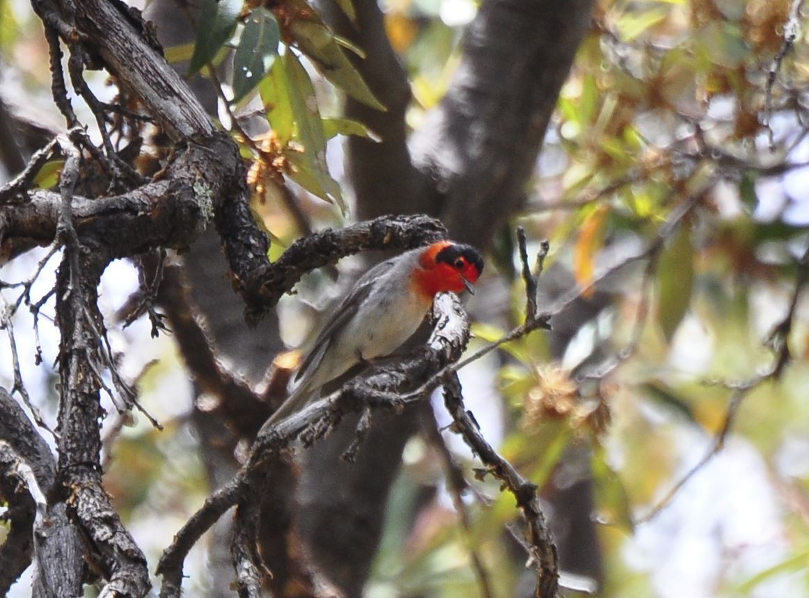 Red-faced Warbler - Tom Crabtree