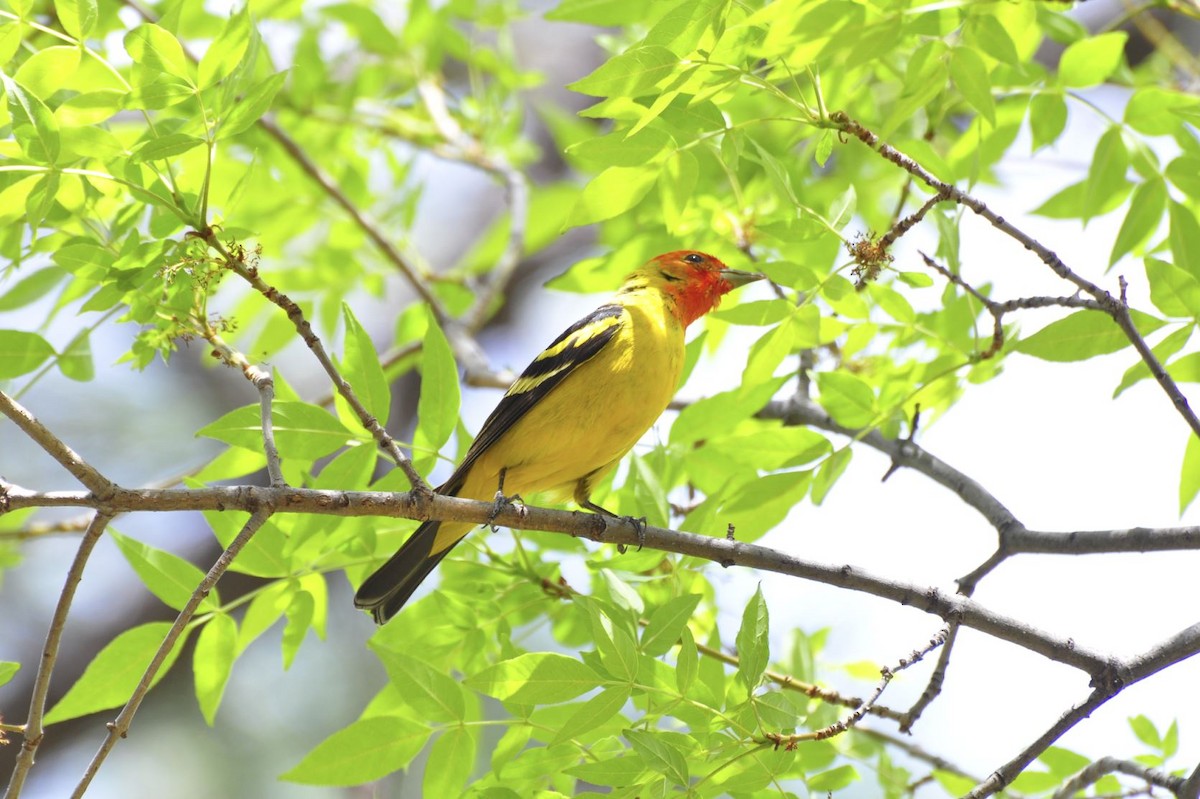 Western Tanager - Tom Crabtree