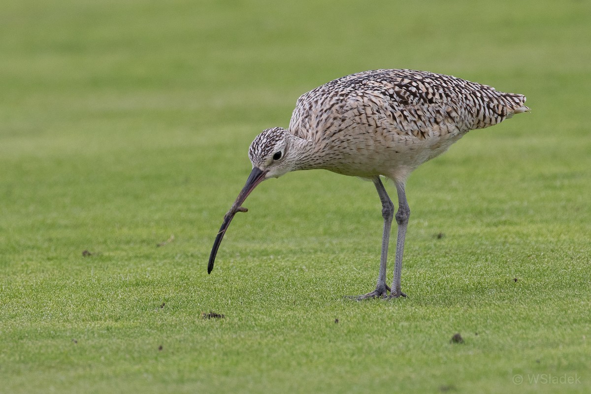 Long-billed Curlew - ML200711561