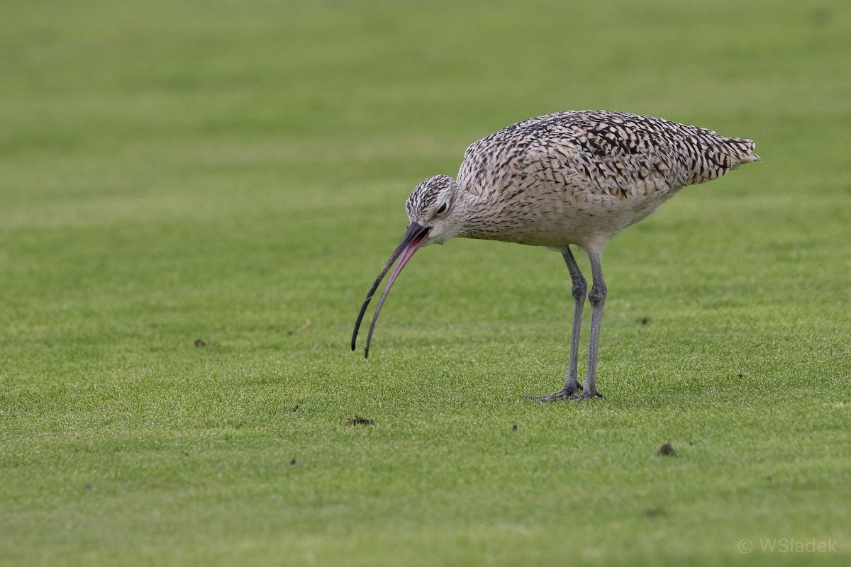 Long-billed Curlew - ML200711631
