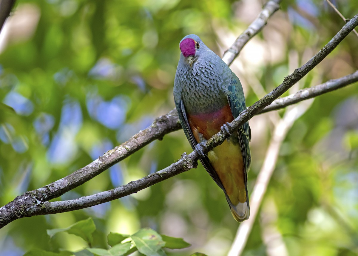 Rose-crowned Fruit-Dove - ML200711651