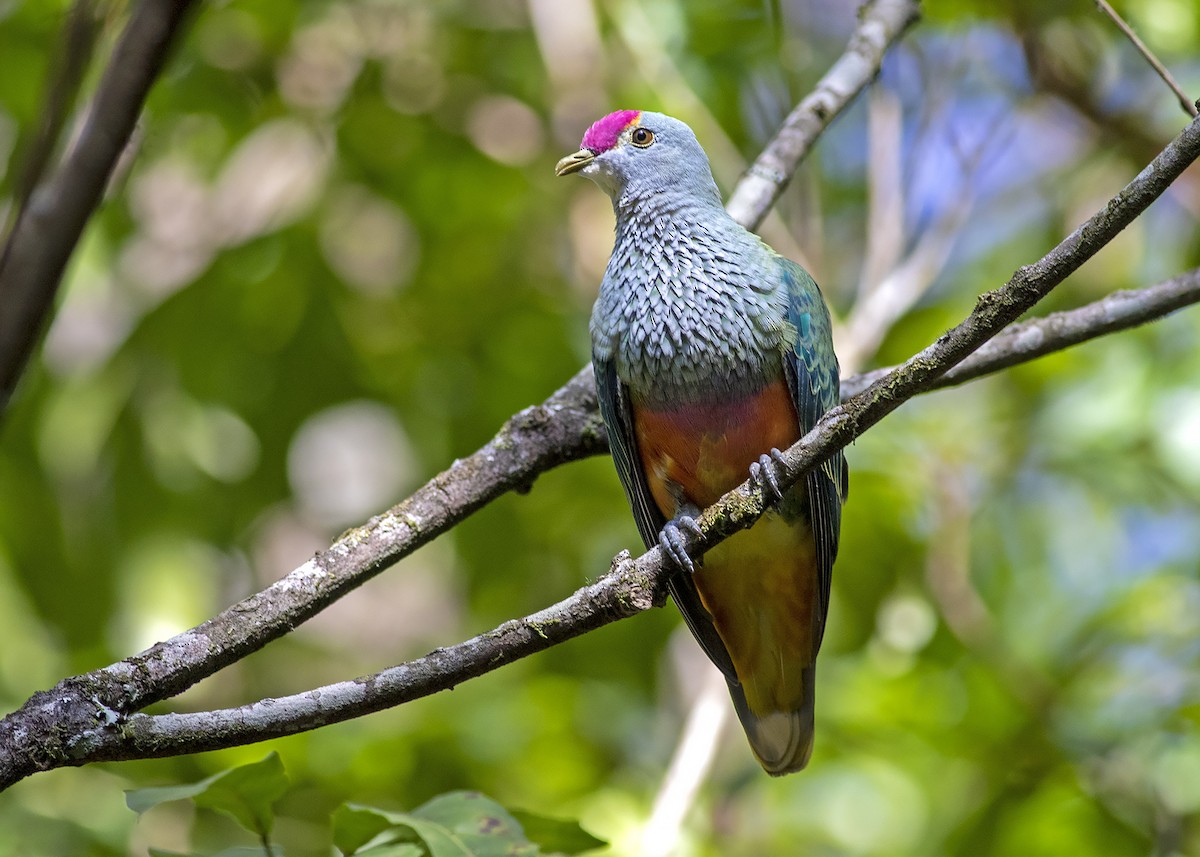 Rose-crowned Fruit-Dove - ML200711671