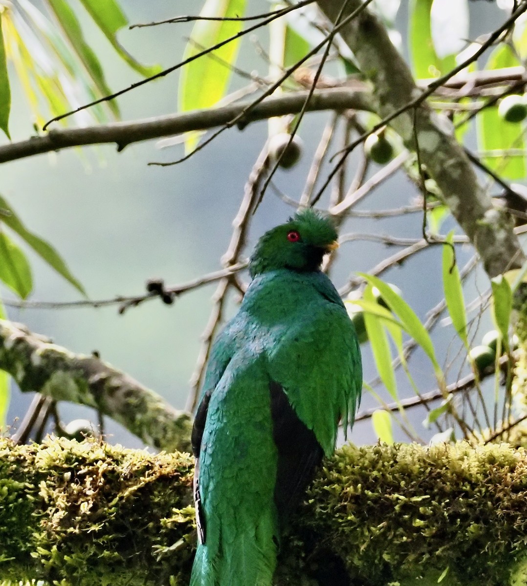 Crested Quetzal - ML200712591