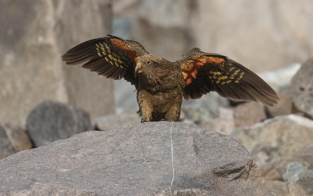 Kea - ML200713251