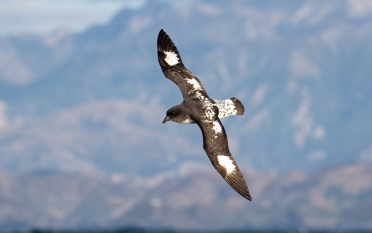 Cape Petrel (Snares) - James Kennerley