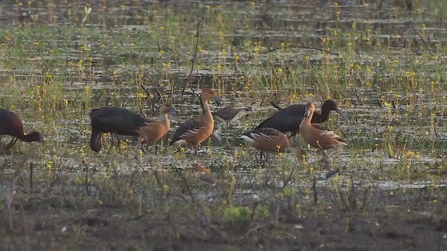 Fulvous Whistling-Duck - ML200713791