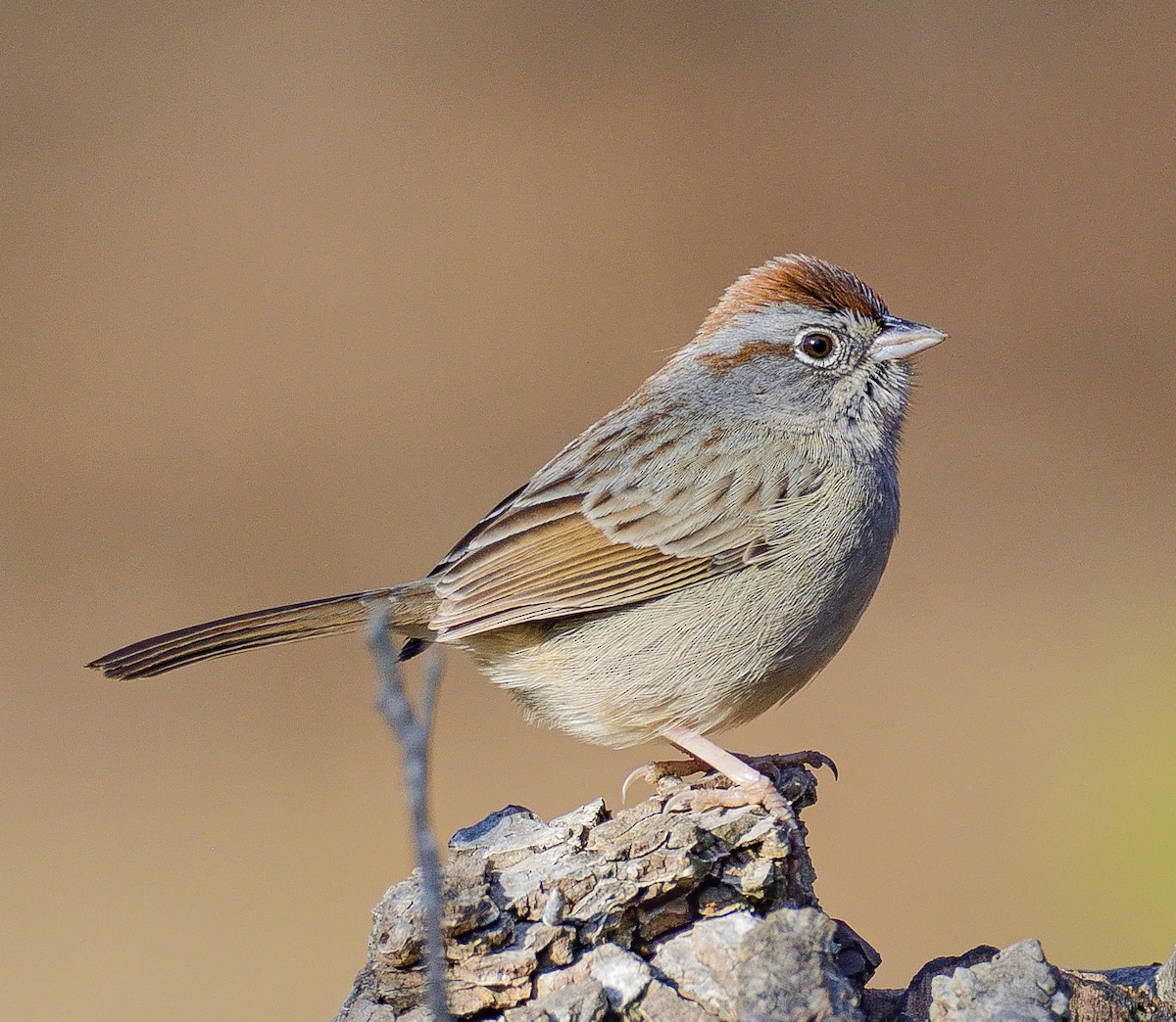 Rufous-crowned Sparrow - TJ Senters