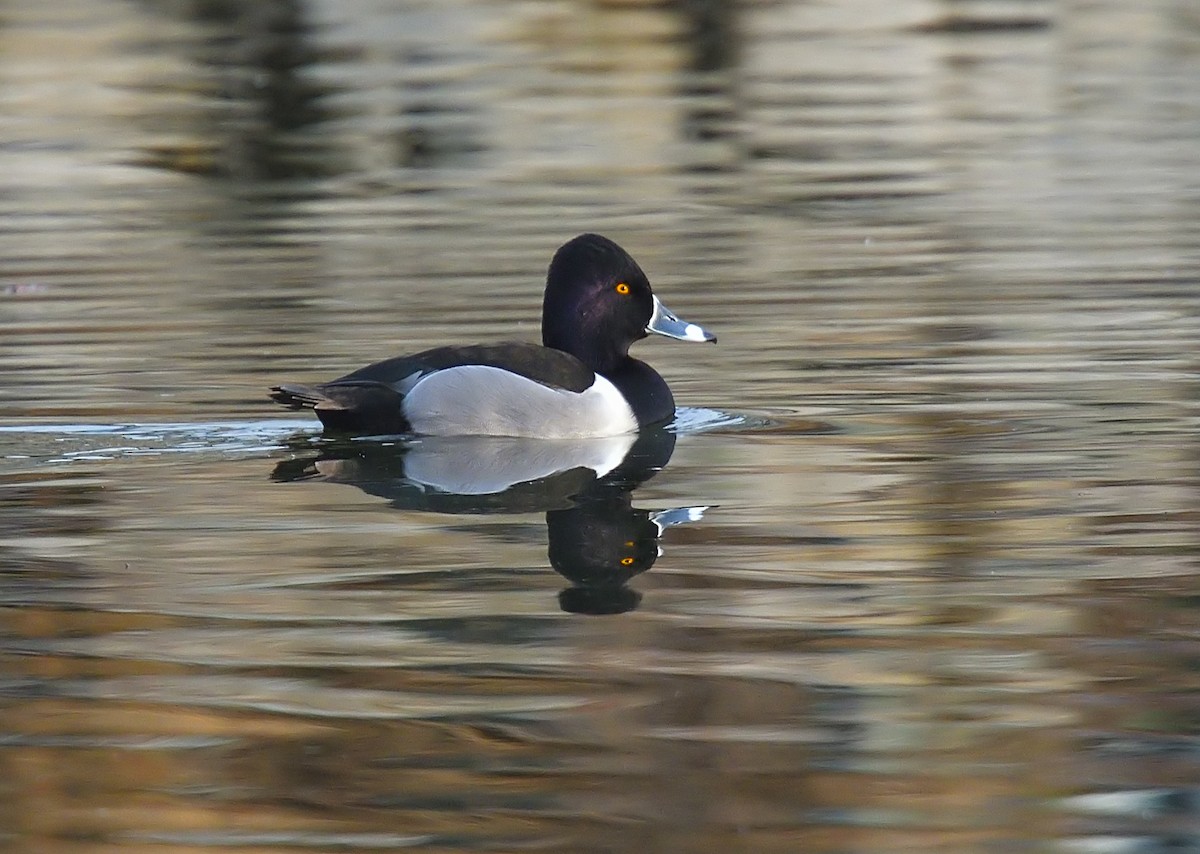 Ring-necked Duck - Jerry Ting