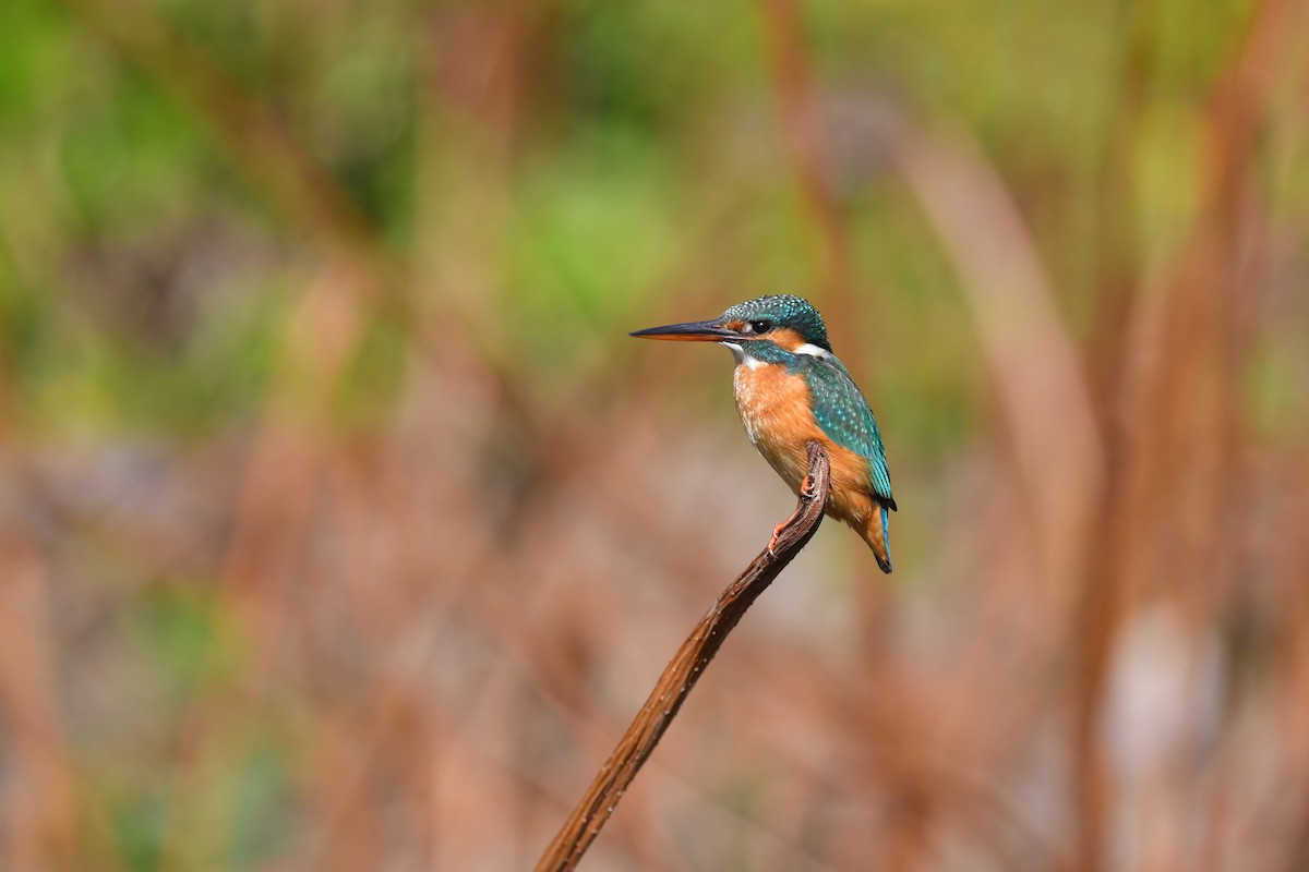 Common Kingfisher (Common) - Ting-Wei (廷維) HUNG (洪)