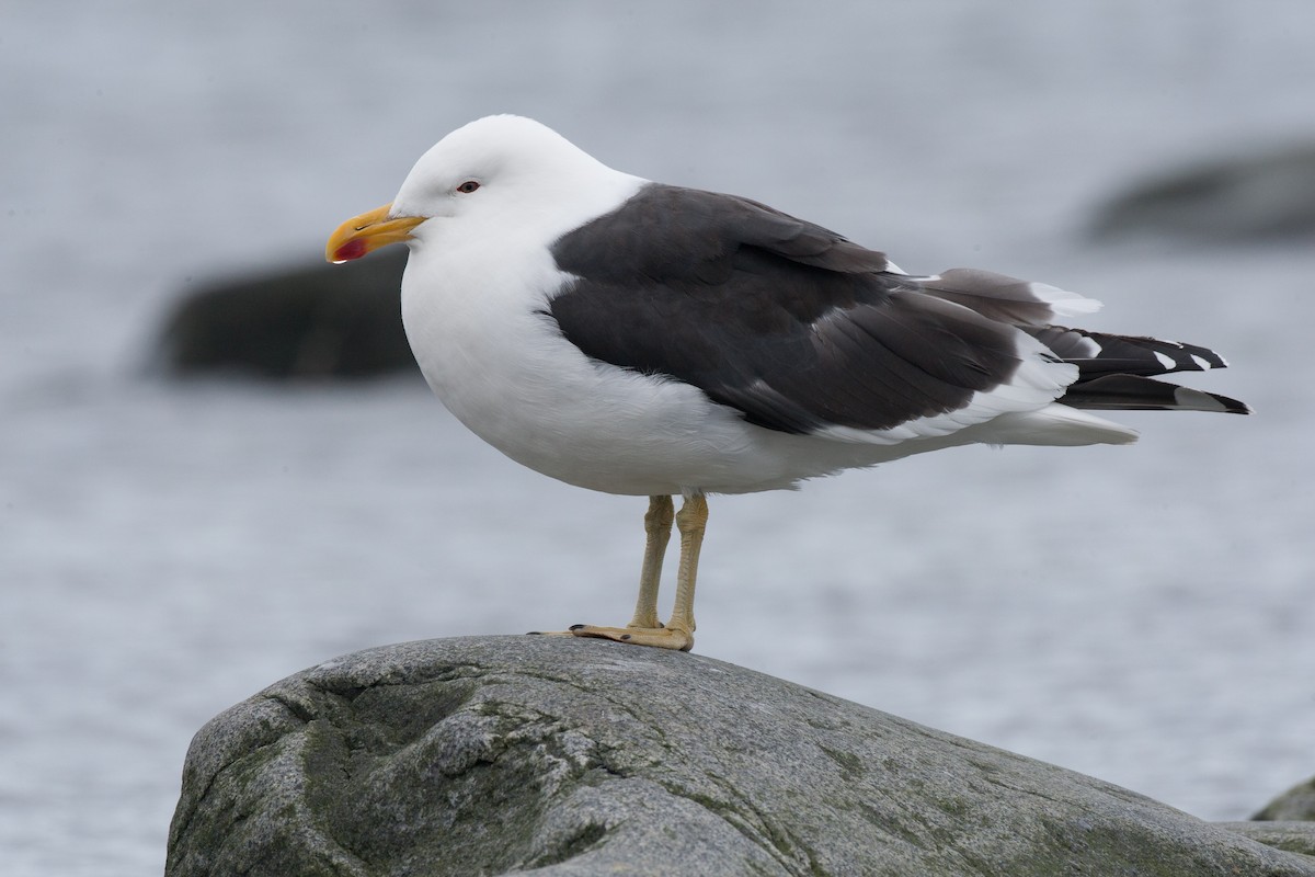 Kelp Gull (austrinus) - Chris Wood