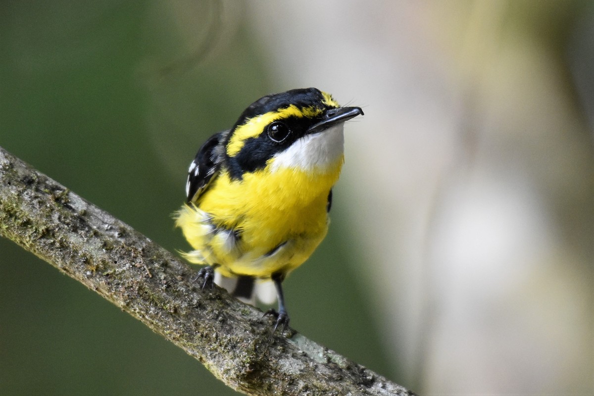 Yellow-breasted Boatbill - ML200728141