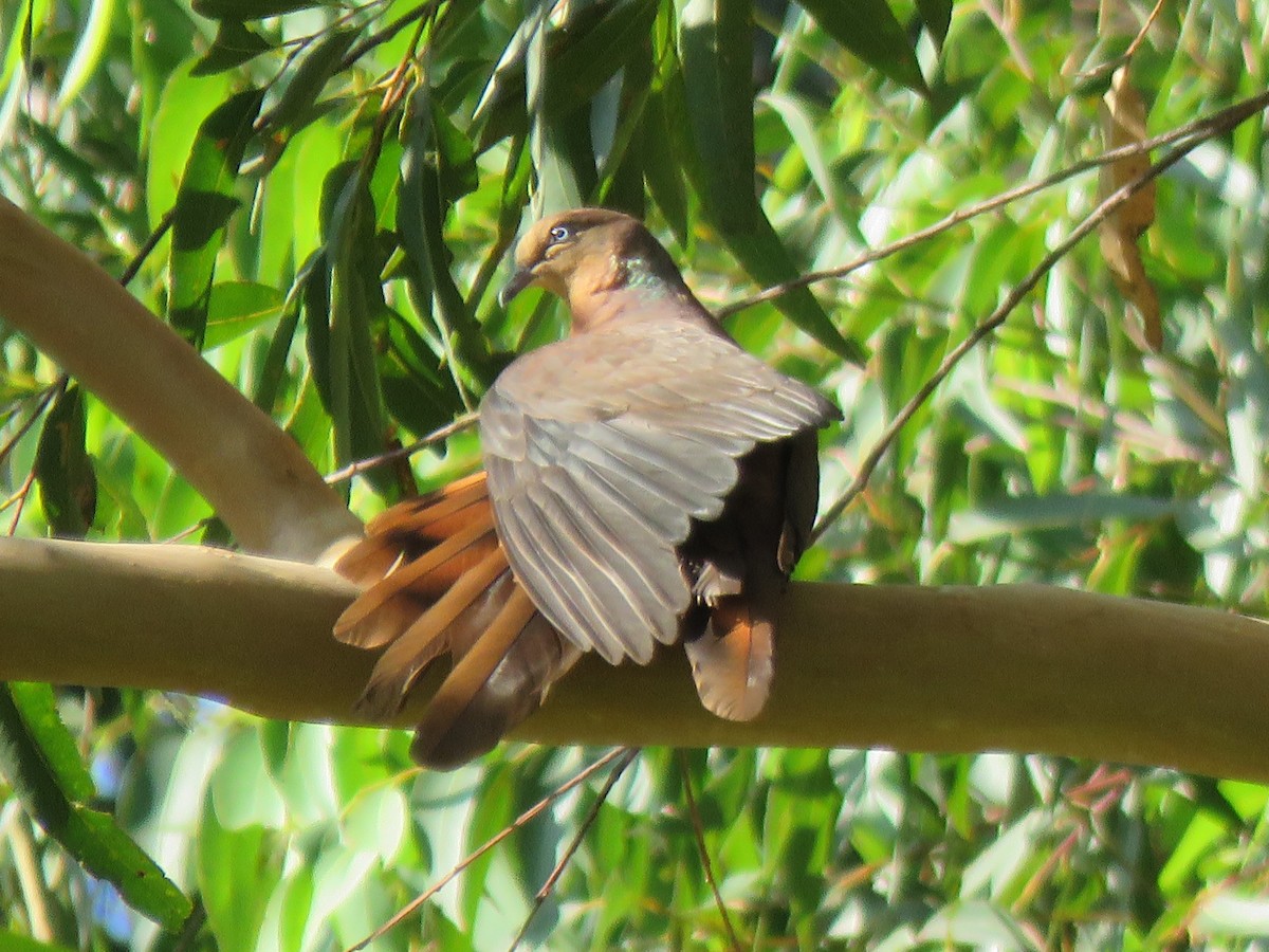 Brown Cuckoo-Dove - ML200728311
