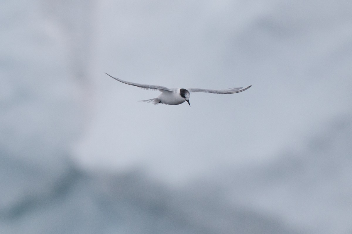 Arctic/Antarctic Tern - ML20072941