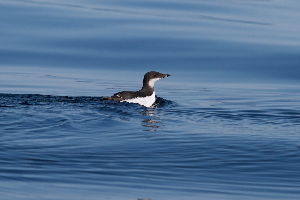 Thick-billed Murre - ML200731481