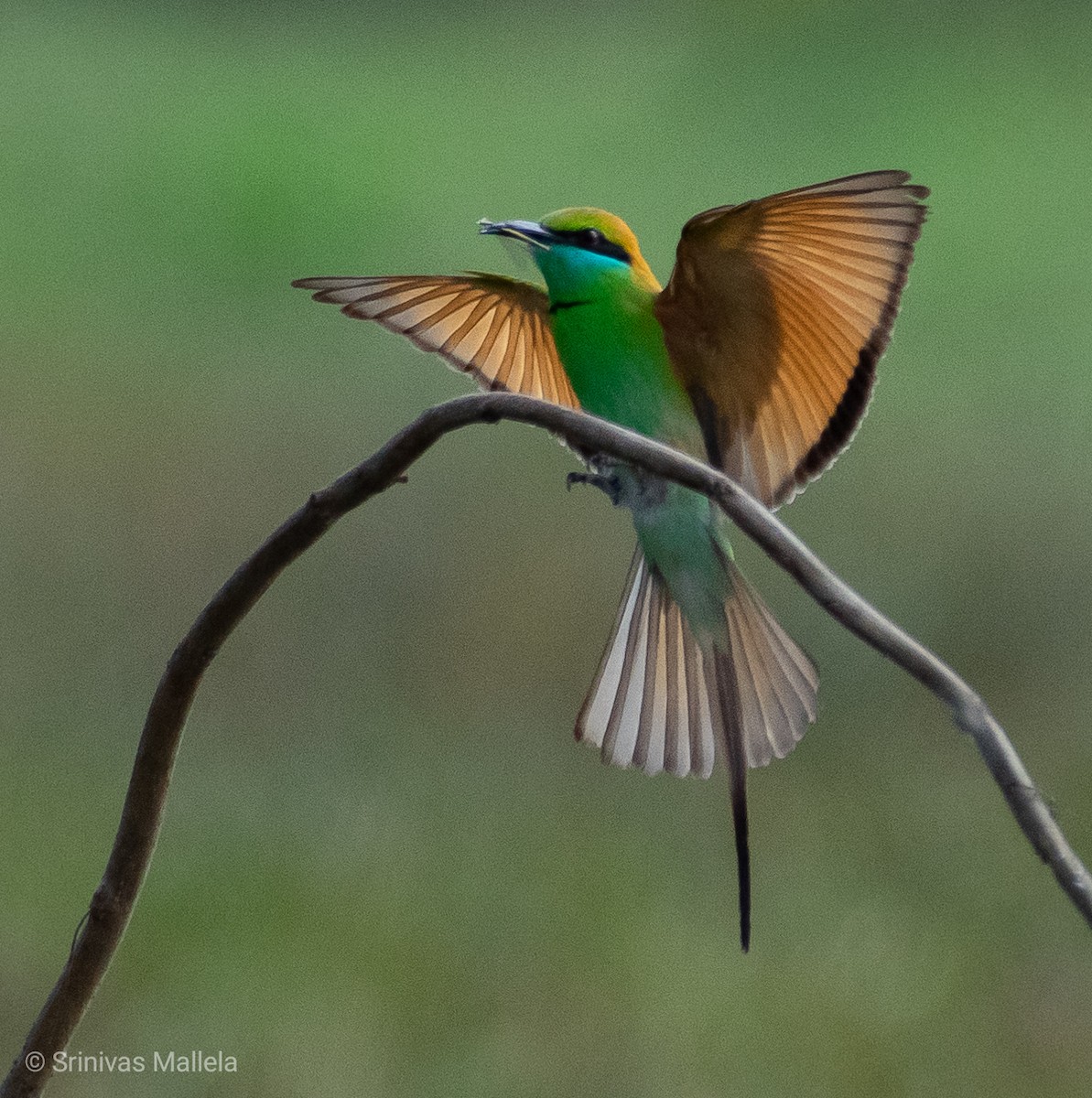 Asian Green Bee-eater - ML200734071