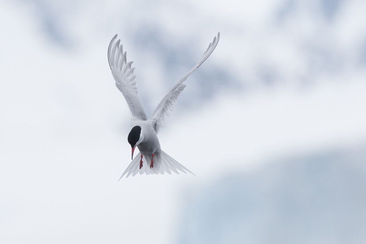 Antarctic Tern (Antarctic) - ML20073501