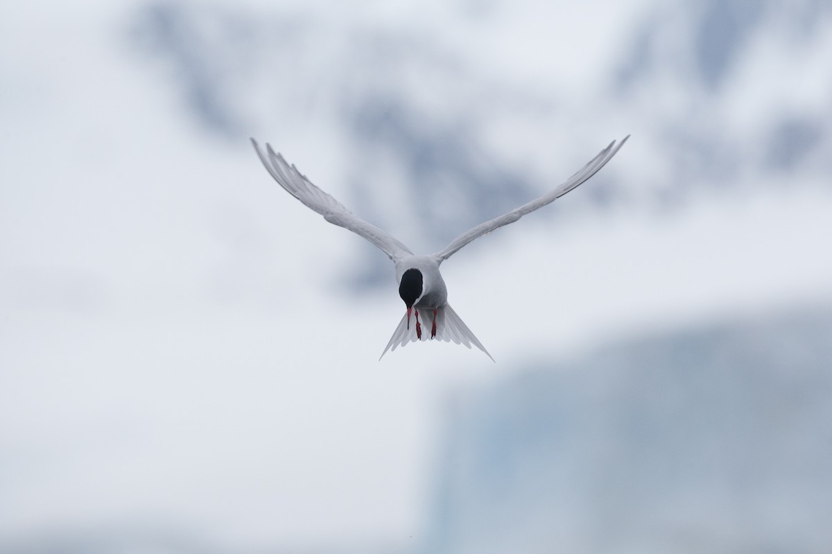Antarctic Tern (Antarctic) - ML20073511