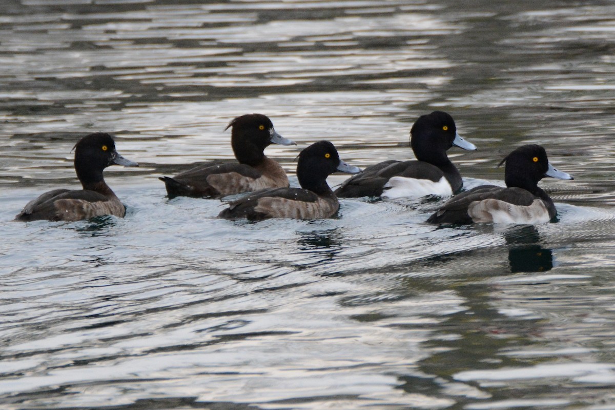 Tufted Duck - ML200735251