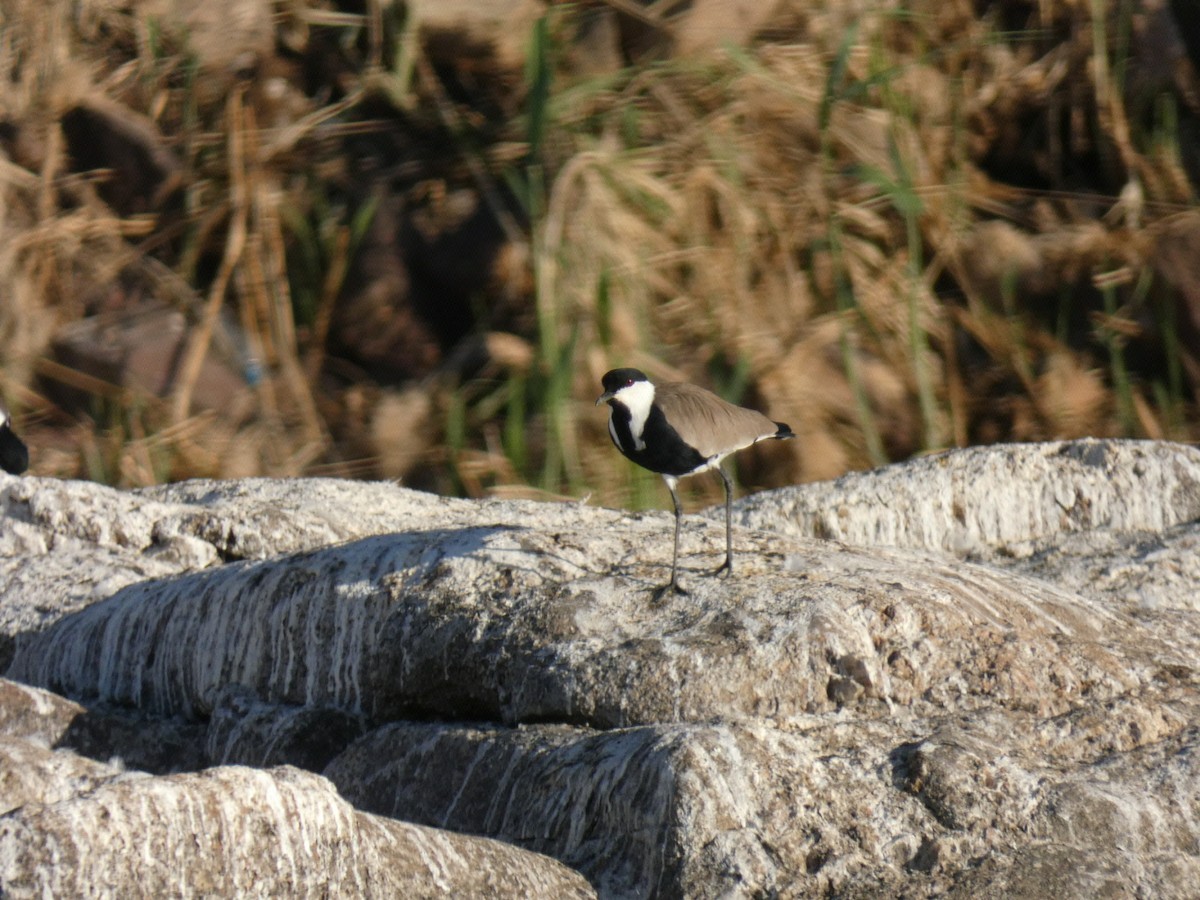 Spur-winged Lapwing - ML200739241
