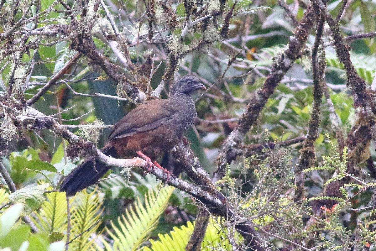 Sickle-winged Guan - ML200741811