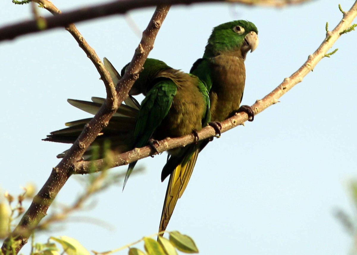 Olive-throated Parakeet - Steve Keith