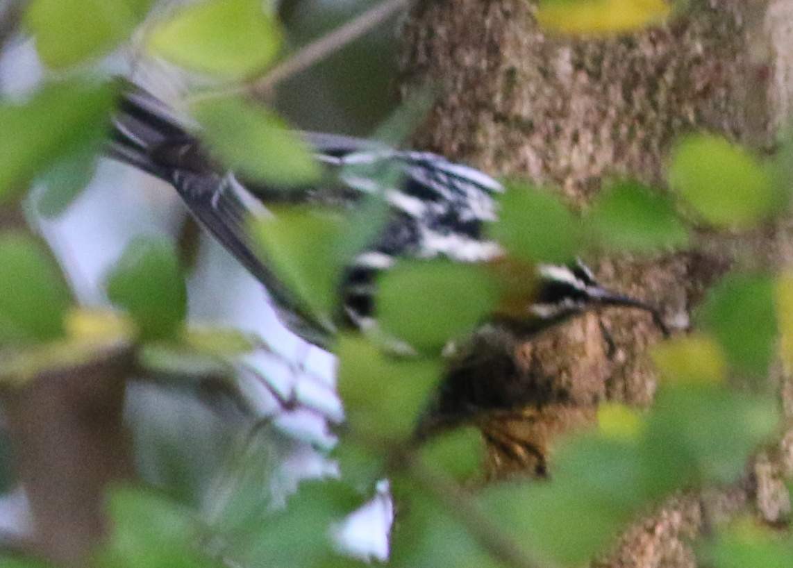 Black-and-white Warbler - ML200743981