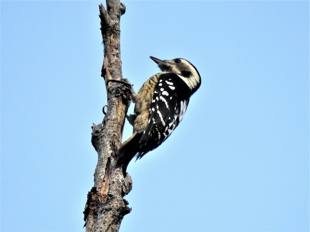 Gray-capped Pygmy Woodpecker - Tuck Hong Tang