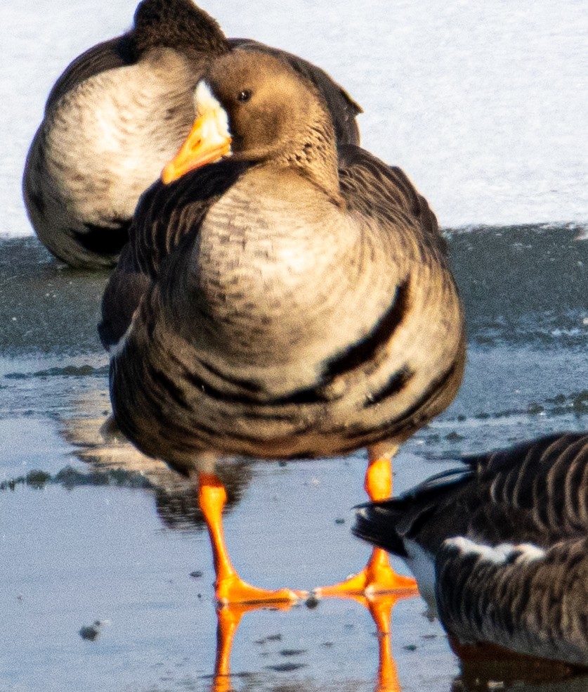 Greater White-fronted Goose - George Keller