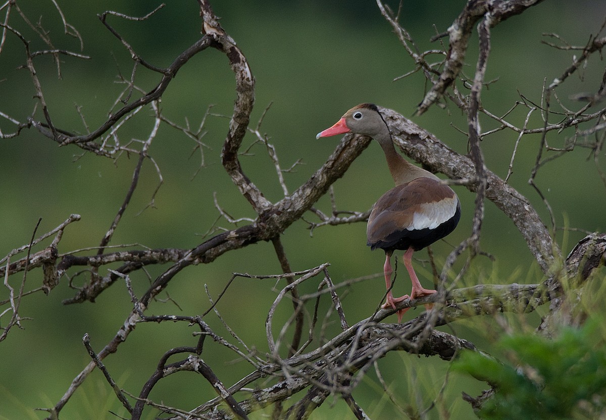 Black-bellied Whistling-Duck - LUCIANO BERNARDES