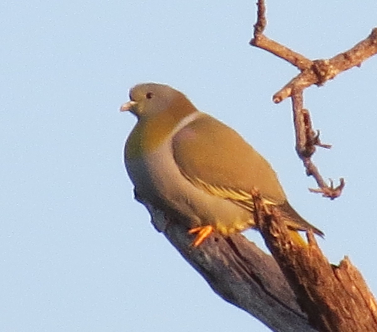 Yellow-footed Green-Pigeon - ML200746791
