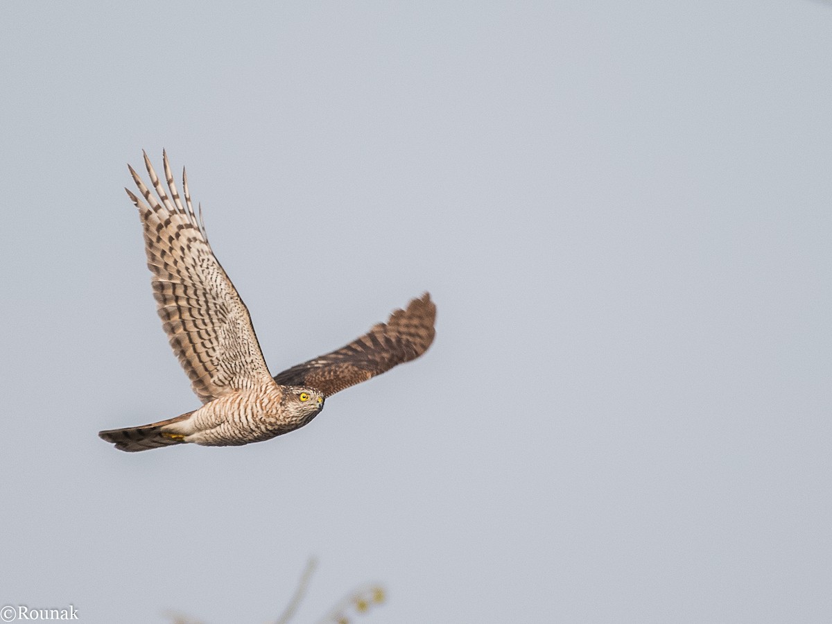 Eurasian Sparrowhawk - Rounak Patra
