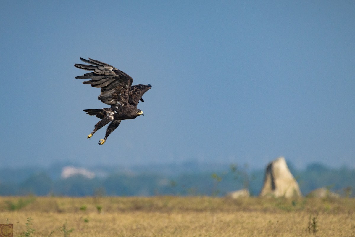 Greater Spotted Eagle - Manjula Desai
