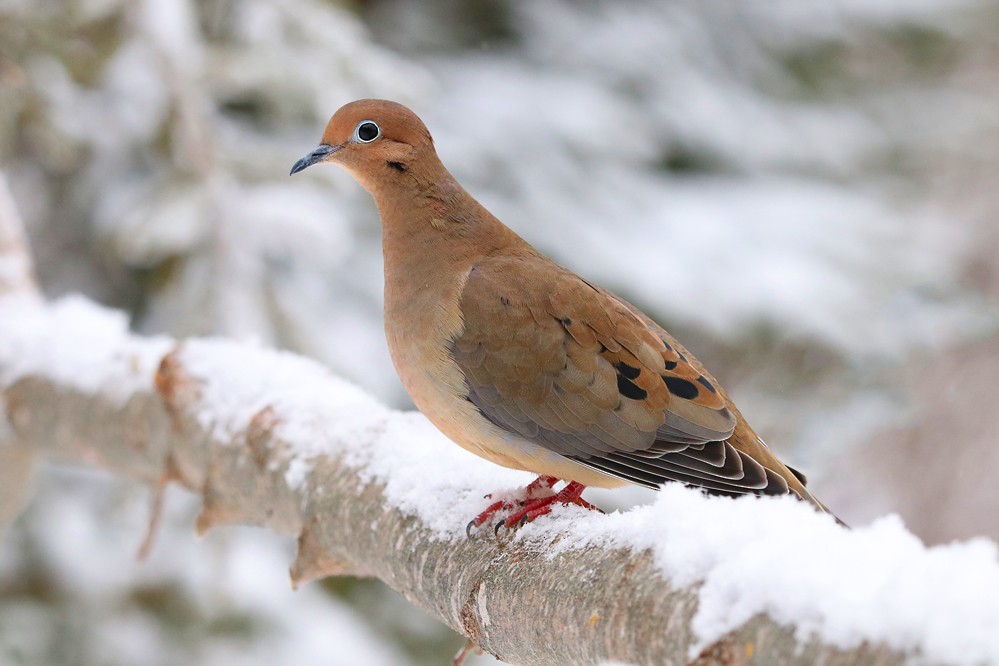 Mourning Dove - Cliff Sandeson