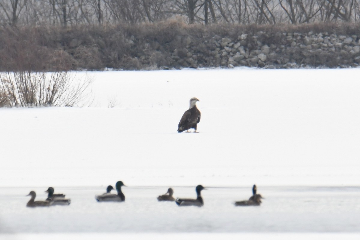 eBird Checklist - 20 Jan 2020 - Goose Pond FWA--Beehunter Marsh BH1 ...