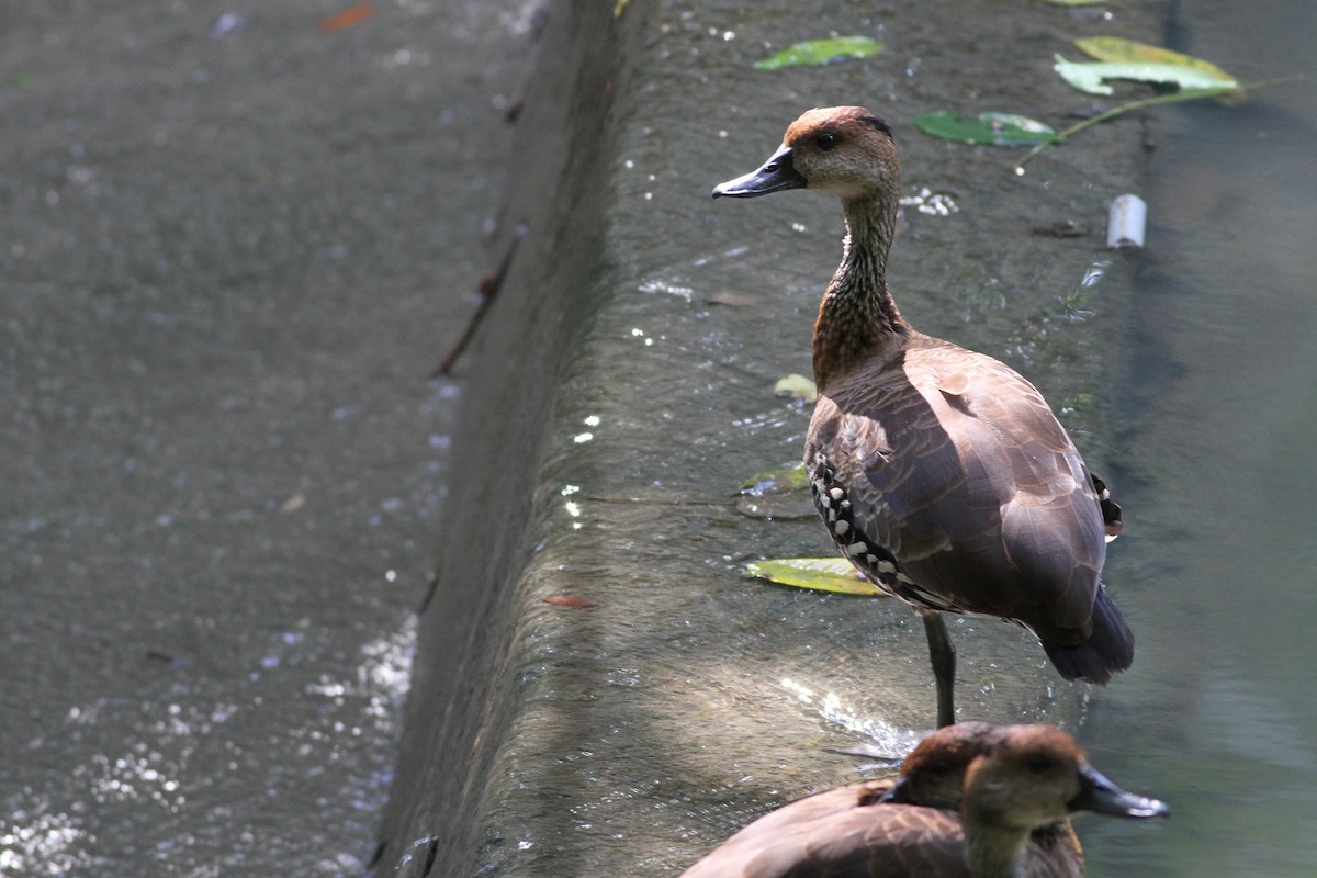 West Indian Whistling-Duck - ML20075441
