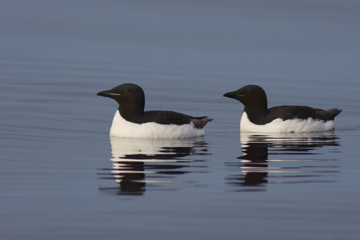 Thick-billed Murre - ML200754581