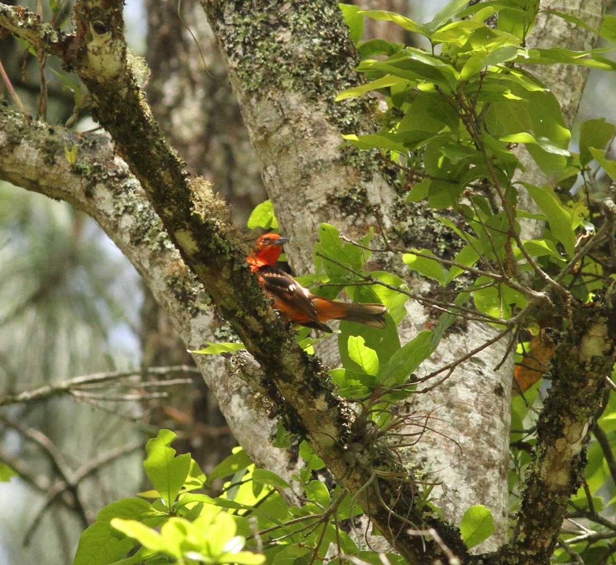 Flame-colored Tanager - ML200755341