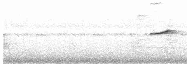 Bindenschwanz-Ameisenfänger - ML200757011