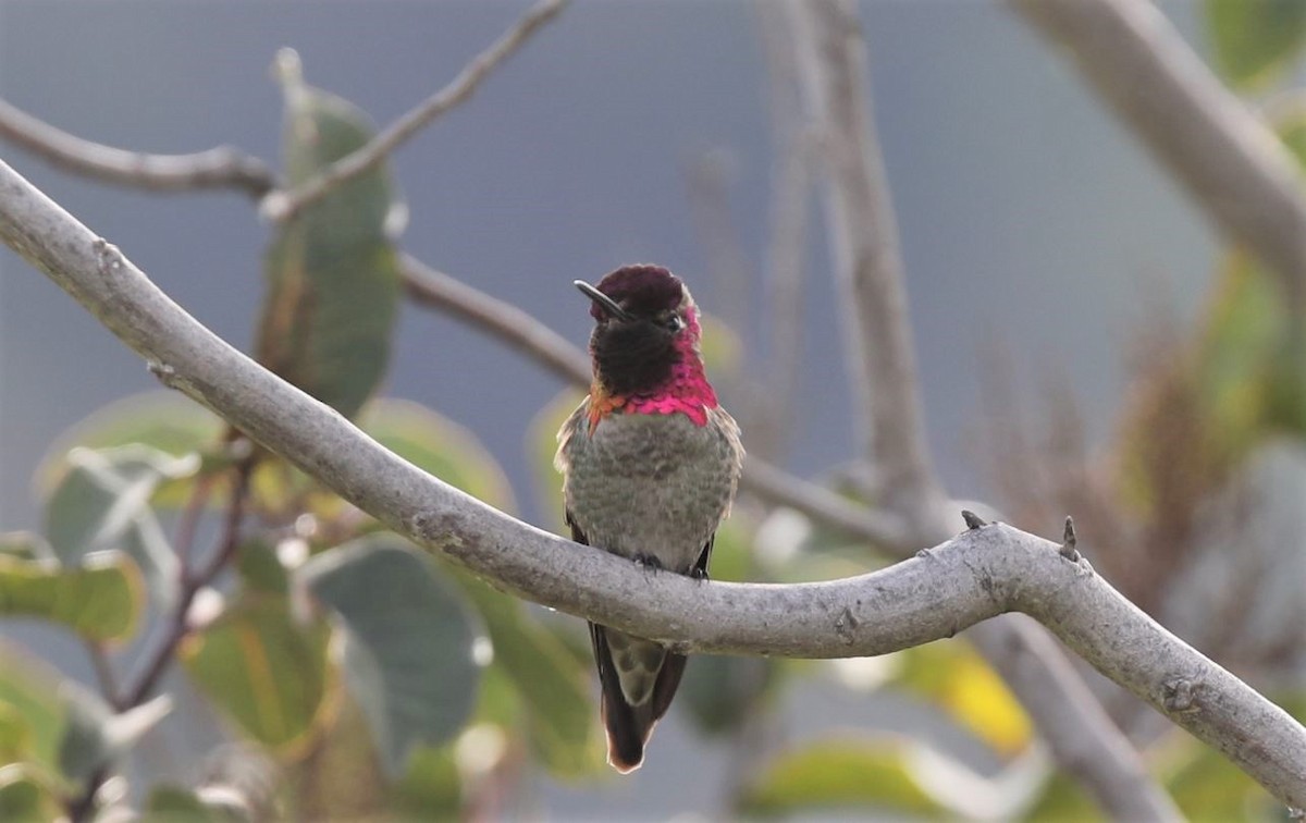 Anna's Hummingbird - Tom Pavlik